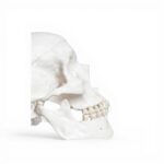 The Summum Bonum Biologie Anatomie Physiologie Legare Street