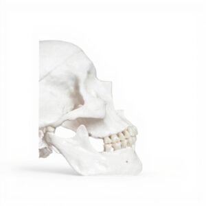 The Summum Bonum Biologie Anatomie Physiologie Legare Street